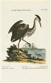 (BIRDS.) Seligmann, Johann Michael. Group of 20 hand-colored engraved plates of birds,